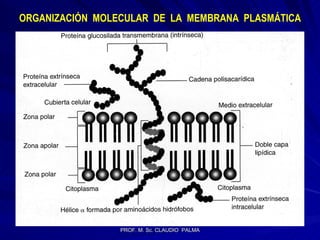 ORGANIZACIÓN  MOLECULAR  DE  LA  MEMBRANA  PLASMÁTICA 