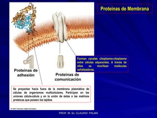 Proteínas de Membrana Forman canales citoplasma-citoplasma entre células adyacentes. A través de ellos se movilizan moléculas señalizadoras. Proteínas de adhesión Proteínas de  comunicación Se proyectan hacia fuera de la membrana plasmática de células de organismos multicelulares. Participan en las uniones célula-célula y en la unión de éstas a las matrices proteicas que poseen los tejidos 