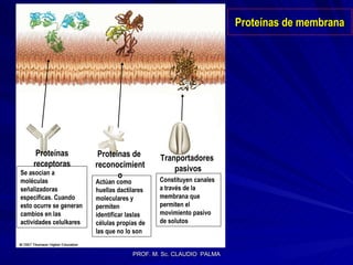 Proteínas de membrana Proteínas receptoras Proteínas de  reconocimiento Tranportadores pasivos Se asocian a moléculas señalizadoras específicas. Cuando esto ocurre se generan cambios en las actividades celulkares Actúan como huellas dactilares moleculares y permiten identificar laslas células propias de las que no lo son Constituyen canales a través de la membrana que permiten el movimiento pasivo de solutos 