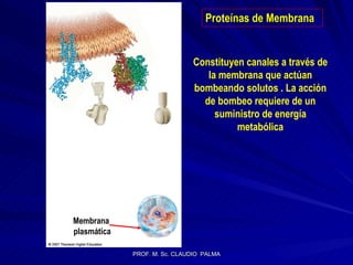 Proteínas de Membrana Transportadores activos Constituyen canales a través de la membrana que actúan bombeando solutos . La acción de bombeo requiere de un suministro de energía metabólica Membrana  plasmática 