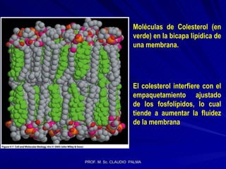 Moléculas de Colesterol (en verde) en la bicapa lipídica de una membrana. El colesterol interfiere con el empaquetamiento ajustado de los fosfolípidos, lo cual tiende a aumentar la fluidez de la membrana 