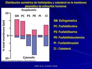Distribución asimétrica de fosfolípidos y colesterol en la membrana plasmática de eritrocitos humanos  SM: Esfingomielina PC: Fosfatidilcolina PS: Fosfatidilserina PE: Fosfatidiletanolamina PI : Fosfatidilinositol Cl : Colesterol  