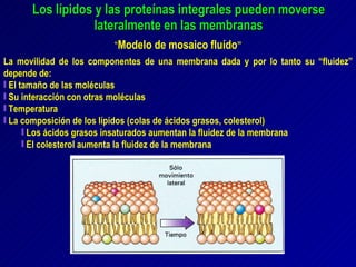 Los lípidos y las proteínas integrales pueden moverse lateralmente en las membranas “ Modelo de mosaico fluído ” La movilidad de los componentes de una membrana dada y por lo tanto su “fluidez” depende de: El tamaño de las moléculas Su interacción con otras moléculas Temperatura La composición de los lípidos (colas de ácidos grasos, colesterol) Los ácidos grasos insaturados aumentan la fluidez de la membrana El colesterol aumenta la fluidez de la membrana 
