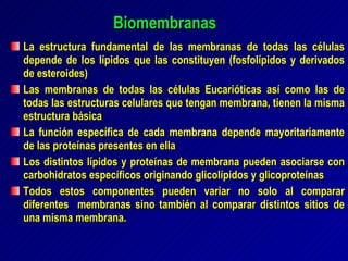 Biomembranas La estructura fundamental de las membranas de todas las células depende de los lípidos que las constituyen (fosfolípidos y derivados de esteroides)  Las membranas de todas las células Eucarióticas así como las de todas las estructuras celulares que tengan membrana, tienen la misma estructura básica La función específica de cada membrana depende mayoritariamente de las proteínas presentes en ella  Los distintos lípidos y proteínas de membrana pueden asociarse con carbohidratos específicos originando glicolípidos y glicoproteínas Todos estos componentes pueden variar no solo al comparar diferentes  membranas sino también al comparar distintos sitios de una misma membrana.  