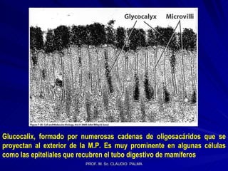 Glucocalix, formado por numerosas cadenas de oligosacáridos que se proyectan al exterior de la M.P. Es muy prominente en algunas células como las epiteliales que recubren el tubo digestivo de mamíferos 