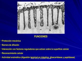   FUNCIONES Protección mecánica Barrera de difusión Interacción con factores reguladores que actúan sobre la superficie celular Reconocimiento celular Actividad enzimática (digestión terminal en intestino: disacaridasas y peptidasas) 