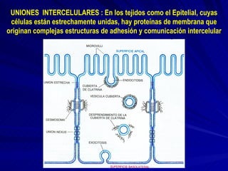 UNIONES  INTERCELULARES : En los tejidos como el Epitelial, cuyas células están estrechamente unidas, hay proteínas de membrana que originan complejas estructuras de adhesión y comunicación intercelular 