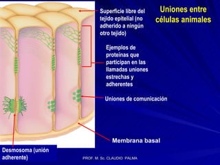 Desmosoma (unión adherente) Ejemplos de proteínas que participan en las llamadas uniones estrechas y adherentes Superficie libre del tejido epitelial (no adherido a ningún otro tejido) Uniones de comunicación Membrana basal Uniones entre células animales 
