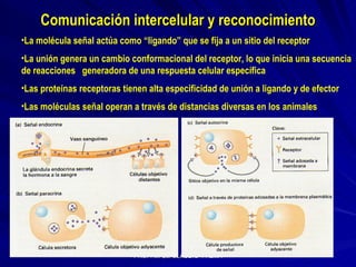 Comunicación intercelular y reconocimiento La molécula señal actúa como “ligando” que se fija a un sitio del receptor La unión genera un cambio conformacional del receptor, lo que inicia una secuencia de reacciones  generadora de una respuesta celular específica Las proteínas receptoras tienen alta especificidad de unión a ligando y de efector Las moléculas señal operan a través de distancias diversas en los animales 