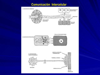 Comunicación  Intercelular 