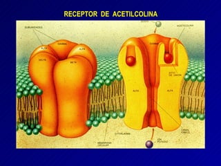 RECEPTOR  DE  ACETILCOLINA 