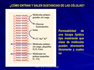 ¿CÓMO ENTRAN Y SALEN SUSTANCIAS DE LAS CÉLULAS? Permeabilidad de una bicapa lipídica tipo mostrando que clase de moléculas pueden atravesarla libremente y cuales no 