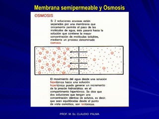 Membrana semipermeable y Osmosis 