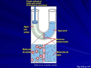 Fig. 5-12, p. 117 Presión aplicada al  pistón para resistir el movimiento ascendente Moleculas de agua Membrana semipermeable Agua pura Moléculas  de soluto Agua  con soluto 
