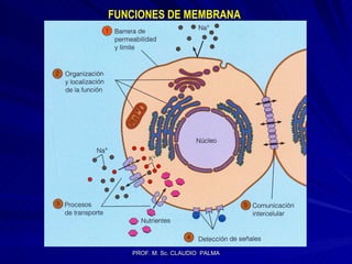 FUNCIONES DE MEMBRANA 