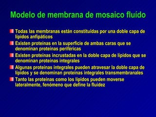 Modelo de membrana de mosaico fluído Todas las membranas están constituídas por una doble capa de lípidos anfipáticos Existen proteínas en la superficie de ambas caras que se denominan proteínas periféricas Existen proteínas incrustadas en la doble capa de lípidos que se denominan proteínas integrales Algunas proteínas integrales pueden atravesar la doble capa de lípidos y se denominan proteínas integrales transmembranales Tanto las proteínas como los lípidos pueden moverse lateralmente, fenómeno que define la fluidez  