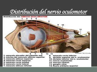 Distribución del nervio oculomotor
 