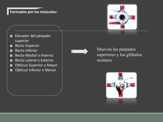 Formados por los músculos:
◘ Elevador del párpado
superior
◘ Recto Superior
◘ Recto Inferior
◘ Recto Medial o Interno
◘ Recto Lateral o Externo
◘ Oblicuo Superior o Mayor
◘ Oblicuo Inferior o Menor
Mueven los párpados
superiores y los glóbulos
oculares
 