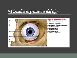 Músculos extrinsecos del ojo
 