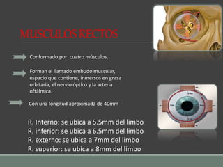 Conformado por cuatro músculos.
Con una longitud aproximada de 40mm
Forman el llamado embudo muscular,
espacio que contiene, inmersos en grasa
orbitaria, el nervio óptico y la arteria
oftálmica.
MUSCULOSRECTOS
R. Interno: se ubica a 5.5mm del limbo
R. inferior: se ubica a 6.5mm del limbo
R. externo: se ubica a 7mm del limbo
R. superior: se ubica a 8mm del limbo
 