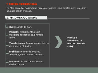  RECTOS HORIZONTALES
En PPM los rectos horizontales hacen movimientos horizontales puros y realizan
solo una acción primaria.
1.- RECTO MEDIAL O INTERNO
Permite el
movimiento de
aducción (hacia la
nariz).
Origen: Anillo de Zinn.
Inserción: Medialmente, en un
meridiano horizontal a 5,5 mm del
limbo.
Vascularización: Rama muscular inferior
de la arteria oftálmica.
Medidas: 40,8 mm de longitud.
Tendón: 3,7 mm. Ancho: 10,3 mm.
Inervación: III Par Craneal (Motor
Ocular Común).
 