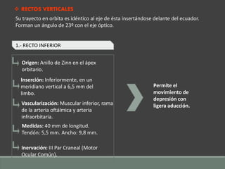  RECTOS VERTICALES
Su trayecto en orbita es idéntico al eje de ésta insertándose delante del ecuador.
Forman un ángulo de 23º con el eje óptico.
1.- RECTO INFERIOR
Permite el
movimiento de
depresión con
ligera aducción.
Origen: Anillo de Zinn en el ápex
orbitario.
Inserción: Inferiormente, en un
meridiano vertical a 6,5 mm del
limbo.
Vascularización: Muscular inferior, rama
de la arteria oftálmica y arteria
infraorbitaria.
Medidas: 40 mm de longitud.
Tendón: 5,5 mm. Ancho: 9,8 mm.
Inervación: III Par Craneal (Motor
Ocular Común).
 