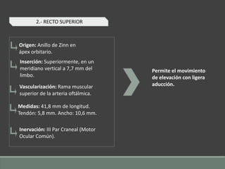 2.- RECTO SUPERIOR
Origen: Anillo de Zinn en
ápex orbitario.
Inserción: Superiormente, en un
meridiano vertical a 7,7 mm del
limbo.
Vascularización: Rama muscular
superior de la arteria oftálmica.
Medidas: 41,8 mm de longitud.
Tendón: 5,8 mm. Ancho: 10,6 mm.
Inervación: III Par Craneal (Motor
Ocular Común).
Permite el movimiento
de elevación con ligera
aducción.
 