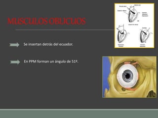 MUSCULOSOBLICUOS
Se insertan detrás del ecuador.
En PPM forman un ángulo de 51º.
 
