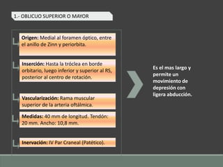 1.- OBLICUO SUPERIOR O MAYOR
Es el mas largo y
permite un
movimiento de
depresión con
ligera abducción.
Origen: Medial al foramen óptico, entre
el anillo de Zinn y periorbita.
Inserción: Hasta la tróclea en borde
orbitario, luego inferior y superior al RS,
posterior al centro de rotación.
Vascularización: Rama muscular
superior de la arteria oftálmica.
Medidas: 40 mm de longitud. Tendón:
20 mm. Ancho: 10,8 mm.
Inervación: IV Par Craneal (Patético).
 