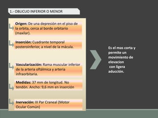 1.- OBLICUO INFERIOR O MENOR
Es el mas corta y
permite un
movimiento de
elevacion
con ligera
aducción.
Origen: De una depresión en el piso de
la orbita, cerca al borde orbitario
(maxilar).
Inserción: Cuadrante temporal
posteroinferior, a nivel de la mácula.
Vascularización: Rama muscular inferior
de la arteria oftálmica y arteria
infraorbitaria.
Medidas: 37 mm de longitud. No
tendón. Ancho: 9,6 mm en inserción.
Inervación: III Par Craneal (Motor
Ocular Común)
 
