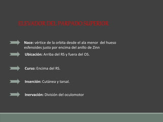 ELEVADOR DEL PARPADO SUPERIOR
Nace: vértice de la orbita desde el ala menor del hueso
esfenoides justo por encima del anillo de Zinn
Ubicación: Arriba del RS y fuera del OS.
Curso: Encima del RS.
Inserción: Cutánea y tarsal.
Inervación: División del oculomotor
 