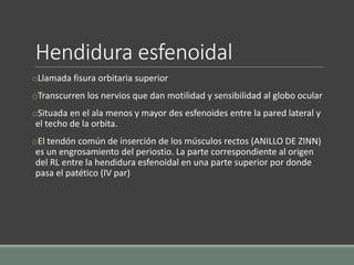 Hendidura esfenoidal
oLlamada fisura orbitaria superior
oTranscurren los nervios que dan motilidad y sensibilidad al globo ocular
oSituada en el ala menos y mayor des esfenoides entre la pared lateral y
el techo de la orbita.
oEl tendón común de inserción de los músculos rectos (ANILLO DE ZINN)
es un engrosamiento del periostio. La parte correspondiente al origen
del RL entre la hendidura esfenoidal en una parte superior por donde
pasa el patético (IV par)
 