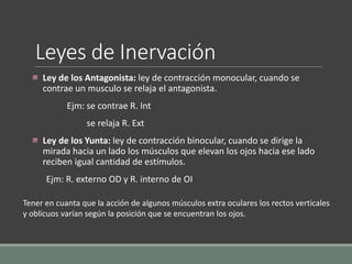 Leyes de Inervación
Ley de los Antagonista: ley de contracción monocular, cuando se
contrae un musculo se relaja el antagonista.
Ejm: se contrae R. Int
se relaja R. Ext
Ley de los Yunta: ley de contracción binocular, cuando se dirige la
mirada hacia un lado los músculos que elevan los ojos hacia ese lado
reciben igual cantidad de estímulos.
Ejm: R. externo OD y R. interno de OI
Tener en cuanta que la acción de algunos músculos extra oculares los rectos verticales
y oblicuos varían según la posición que se encuentran los ojos.
 