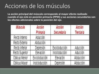 La acción principal del músculo corresponde al mayor efecto realizado
cuando el ojo está en posición primaria (PPM) y sus acciones secundarias son
los efectos adicionales sobre la posición del ojo.
Acciones de los músculos
 