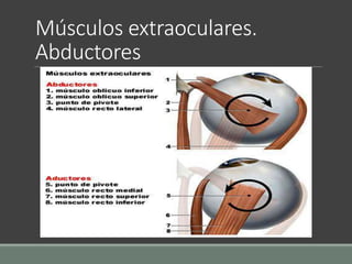 Músculos extraoculares.
Abductores
 