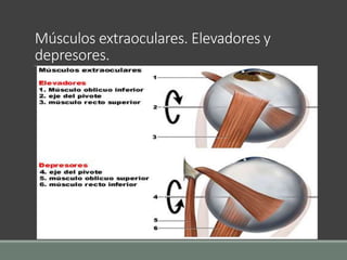 Músculos extraoculares. Elevadores y
depresores.
 