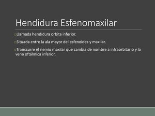 Hendidura Esfenomaxilar
oLlamada hendidura orbita inferior.
oSituada entre la ala mayor del esfenoides y maxilar.
oTranscurre el nervio maxilar que cambia de nombre a infraorbitario y la
vena oftálmica inferior.
 