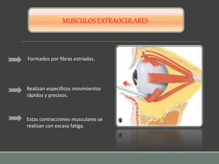 MUSCULOS EXTRAOCULARES
Formados por fibras estriadas.
Realizan específicos movimientos
rápidos y precisos.
Estas contracciones musculares se
realizan con escasa fatiga.
 