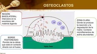 clase sobre el tema de los Tejidos Oseos.pptx