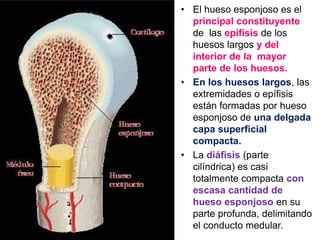 CLASE 04 OSEO Y CARTILAGINOSO (1).ppt... | PPT
