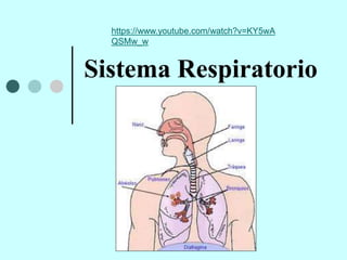 Sistema Respiratorio
https://www.youtube.com/watch?v=KY5wA
QSMw_w
 