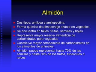 Almidón
 Dos tipos: amilosa y amilopectina.
 Forma química de almacenaje azúcar en vegetales
 Se encuentra en tallos, frutos, semillas y hojas
 Representa mayor reserva alimenticia de
carbohidratos para vegetales
 Constituye mayor componente de carbohidratos en
los alimentos de animales.
 Almidón puede representar hasta 70% de las
semillas y hasta 30% de los frutos, tubérculos o
raíces
 