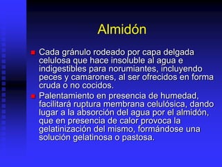 Almidón
 Cada gránulo rodeado por capa delgada
celulosa que hace insoluble al agua e
indigestibles para norumiantes, incluyendo
peces y camarones, al ser ofrecidos en forma
cruda o no cocidos.
 Palentamiento en presencia de humedad,
facilitará ruptura membrana celulósica, dando
lugar a la absorción del agua por el almidón,
que en presencia de calor provoca la
gelatinización del mismo, formándose una
solución gelatinosa o pastosa.
 