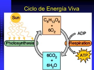 Ciclo de Energía Viva
 