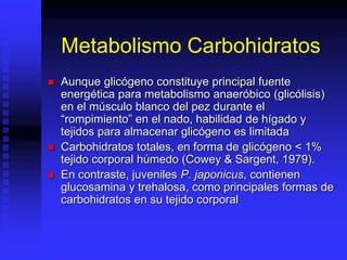 Metabolismo Carbohidratos
 Aunque glicógeno constituye principal fuente
energética para metabolismo anaeróbico (glicólisis)
en el músculo blanco del pez durante el
“rompimiento” en el nado, habilidad de hígado y
tejidos para almacenar glicógeno es limitada
 Carbohidratos totales, en forma de glicógeno < 1%
tejido corporal húmedo (Cowey & Sargent, 1979).
 En contraste, juveniles P. japonicus, contienen
glucosamina y trehalosa, como principales formas de
carbohidratos en su tejido corporal
 