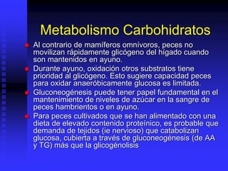 Metabolismo Carbohidratos
 Al contrario de mamíferos omnívoros, peces no
movilizan rápidamente glicógeno del hígado cuando
son mantenidos en ayuno.
 Durante ayuno, oxidación otros substratos tiene
prioridad al glicógeno. Esto sugiere capacidad peces
para oxidar anaeróbicamente glucosa es limitada.
 Gluconeogénesis puede tener papel fundamental en el
mantenimiento de niveles de azúcar en la sangre de
peces hambrientos o en ayuno.
 Para peces cultivados que se han alimentado con una
dieta de elevado contenido proteínico, es probable que
demanda de tejidos (ie nervioso) que catabolizan
glucosa, cubierta a través de gluconeogénesis (de AA
y TG) más que la glicogénolisis
 