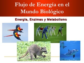 Flujo de Energía en el
  Mundo Biológico
Energía, Enzimas y Metabolismo
 