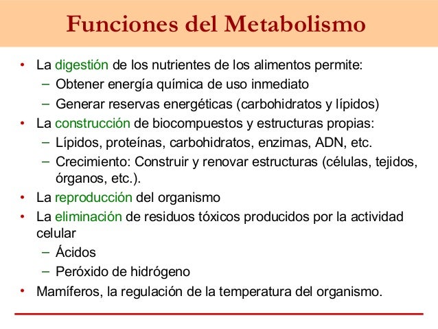 Reasearch en Cómo aumentar el metabolismo.