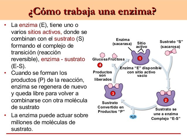 metabolismo basal alto reseñas