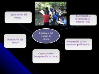 Estrategia del trabajo de campo Elaboraci ó n y sustentaci ó n del Informe Final. Realizaci ó n del trabajo Organizaci ó n e Interpretaci ó n de datos . Organizaci ó n del trabajo. Presentaci ó n de los resultados preliminares . 